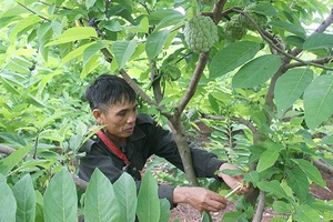 Hội Ngành nghề nông nghiệp, nông thôn tỉnh: Khuyến khích hội viên mở rộng các mô hình kinh tế hiệu quả