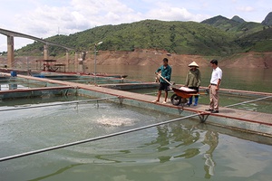 Quỳnh Nhai chú trọng phát triển kinh tế tập thể