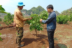 Nông dân xã Nà Bó giúp nhau phát triển kinh tế