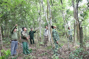 Những cựu chiến binh giữ rừng ở Huy Hạ