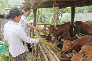 Chung tay cùng phụ nữ vùng cao phát triển kinh tế