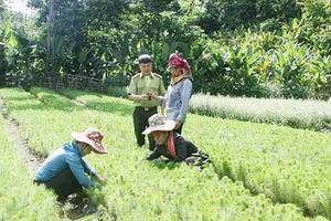 Thuận Châu tăng cường quản lý, bảo vệ và phát triển rừng