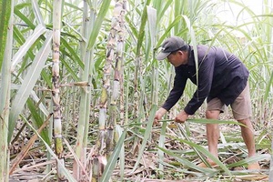 Thu nhập cao từ trồng mía