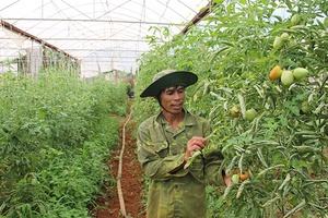 Trồng rau sạch ở Đông Sang