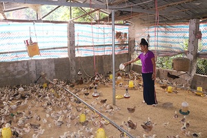 Làm giàu từ phát triển nuôi gia cầm