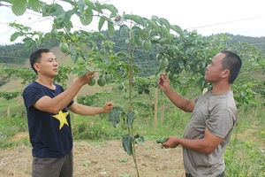 Mộc Châu phát huy hiệu quả các chính sách dân tộc
