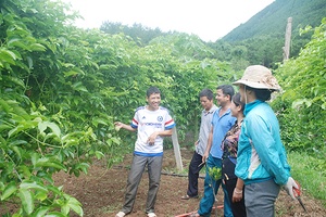 Mô hình phát triển cây chanh leo ở Quang Huy