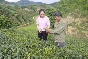 Cây chè ở Mường Cơi