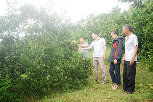 "Trái vàng" trên đất Phù Hoa