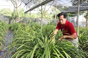 Phát triển nông nghiệp gắn với du lịch ở HTX Hoa Mộc Châu