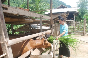 Toàn tỉnh: Tổng đàn gia súc, gia cầm đạt trên 7,9 triệu con