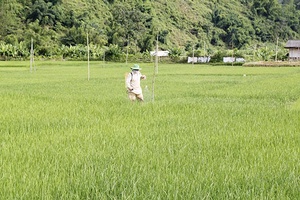 Tập trung giành thắng lợi vụ mùa