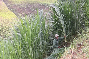 Co Mạ đẩy mạnh phát triển chăn nuôi đại gia súc