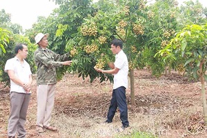 Yên Châu 50 năm thực hiện Di chúc của Chủ tịch Hồ Chí Minh