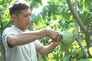 Na Hoàng hậu - Hiệu quả kinh tế cao