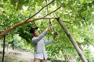 Màu xanh no ấm đất Nang Phai