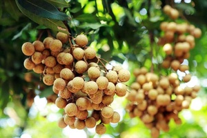 Nhãn tươi Việt Nam chính thức vào thị trường Australia