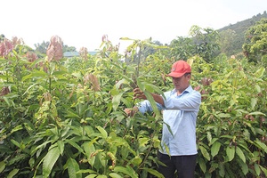 Chú trọng phát triển sản xuất nông nghiệp an toàn, bền vững