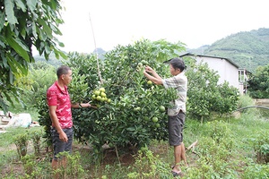 Trái ngọt bản Ta Niết