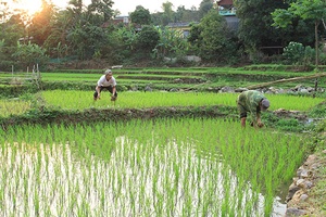 Hiệu quả đồng vốn chính sách ở Phiêng Ban