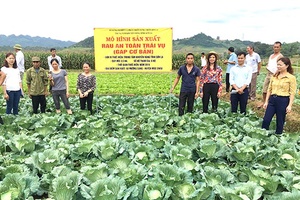 Trung tâm Khuyến nông tỉnh: Hội thảo đánh giá kết quả thực hiện mô hình “Sản xuất rau an toàn trái vụ” năm 2019