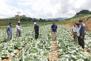 Hiệu quả mô hình trồng rau trái vụ ở Yên Sơn