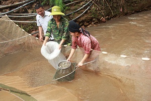 Mô hình nuôi cá giống ở Chiềng Đông