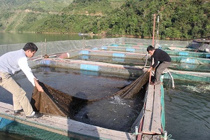 Cuộc sống mới trên vùng TĐC Nậm Giôn