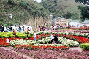 Phát triển đa dạng ngành nghề nông nghiệp, nông thôn ở Mộc Châu