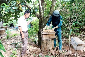 Mô hình nuôi ong mật ở bản Tốc Lìu