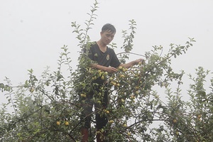 Cây sơn tra ở Chiềng Công