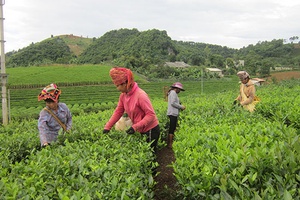 Diện mạo mới Nong Lào