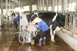 Sữa Mộc Châu - thương hiệu được ưa chuộng trong nước và hướng tới xuất khẩu