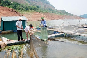 Bí thư chi đoàn làm kinh tế giỏi