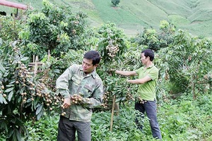 Mường Khoa phát triển nông nghiệp bền vững