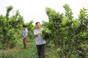 HTX Dịch vụ nông nghiệp Toàn Thắng: Sản xuất, liên kết tiêu thụ sản phẩm theo hướng bền vững
