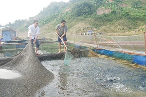 Cà Nàng đẩy mạnh phát triển sản xuất