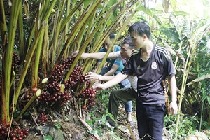 Chiềng Công mùa thảo quả