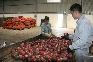 Phát triển vùng nguyên liệu bền vững