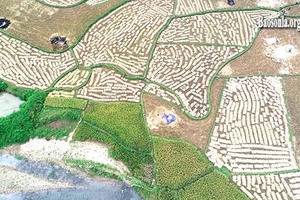 Mùa gặt ở Chiềng Pấc