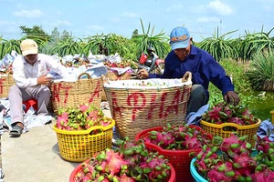 Phối hợp xử lý tình trạng ùn ứ nông sản tại cửa khẩu