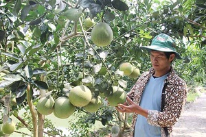 Hướng tới sản xuất nông nghiệp sạch, an toàn