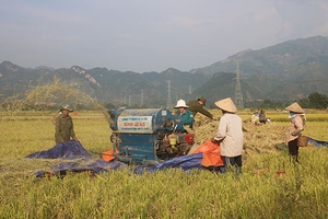 Mô hình sản xuất lúa hữu cơ ở HTX Dịch vụ nông nghiệp Quang Huy