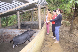 Chung tay giúp hội viên phụ nữ xóa đói, giảm nghèo