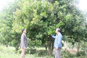 Cây mắc ca trên đất dốc Chiềng Sơn