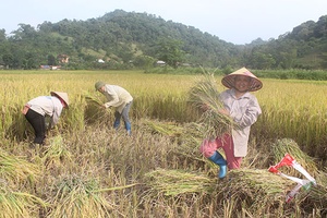 Song Khủa mùa lúa chín