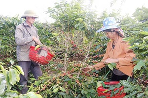 Nậm Lầu vào vụ thu hoạch cà phê