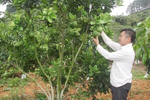 Chi hội doanh nghiệp huyện Yên Châu: Kết nối cộng đồng doanh nghiệp, góp phần phát triển KT-XH địa phương