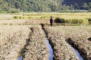 Thuận Châu tập trung sản xuất vụ đông