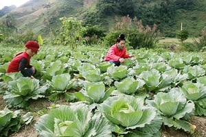 Mô hình liên kết HTX và hộ nông dân sản xuất, tiêu thụ rau trái vụ ở Tân Lập